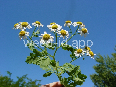 feverfew